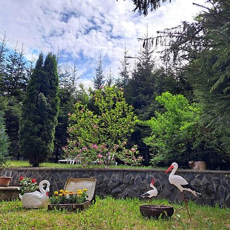 Pensiunea Colina Poiana Brasov Luaran gambar